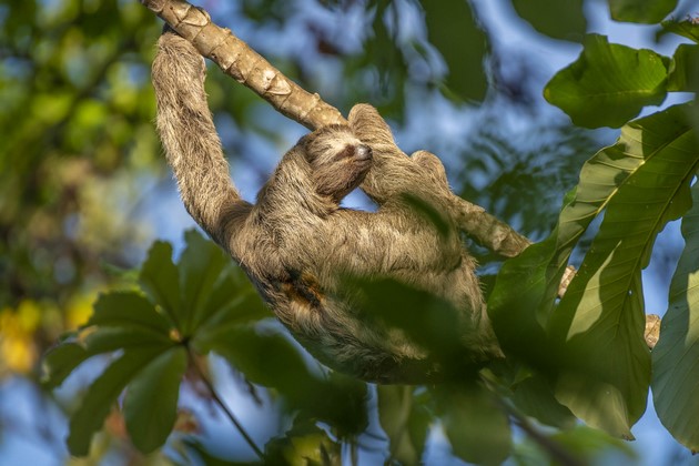 Brazil Amazon Sloth