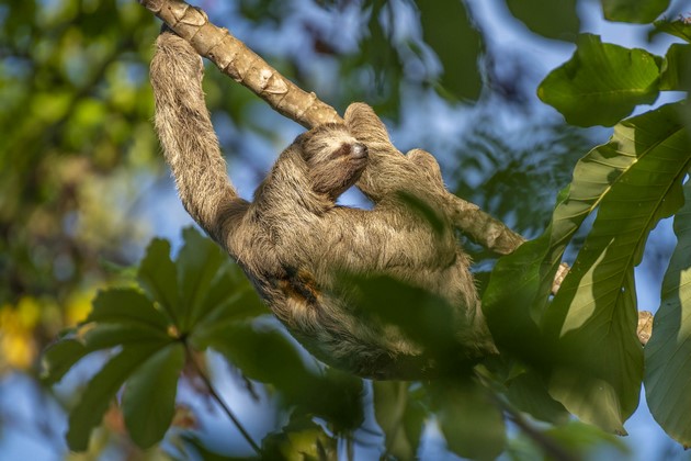 Sloth in Brazil's Amazon region Brazil Amazon Sloth