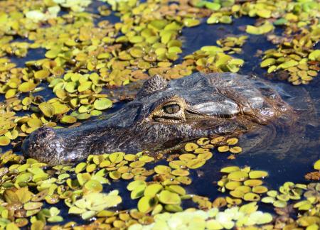 Cayman in the Pantanal