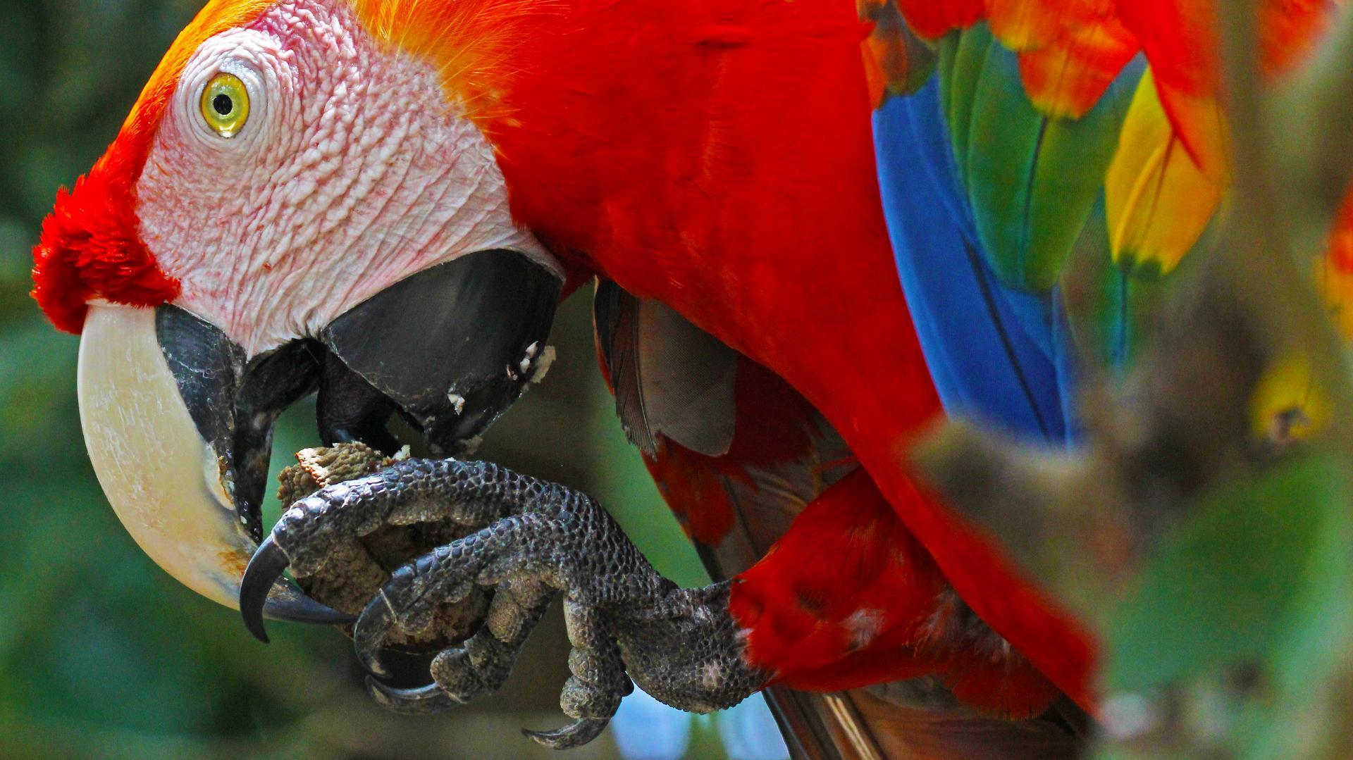 Parrot in Brazil