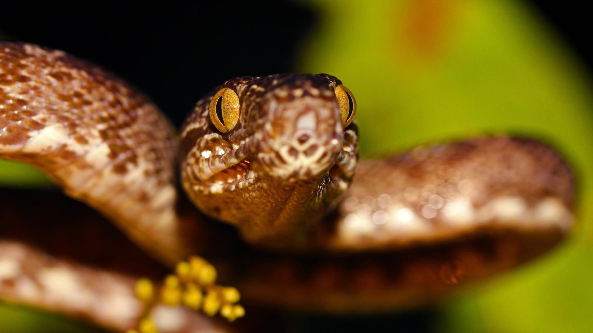 Close up of a snake in Brazil Snake in Brazil