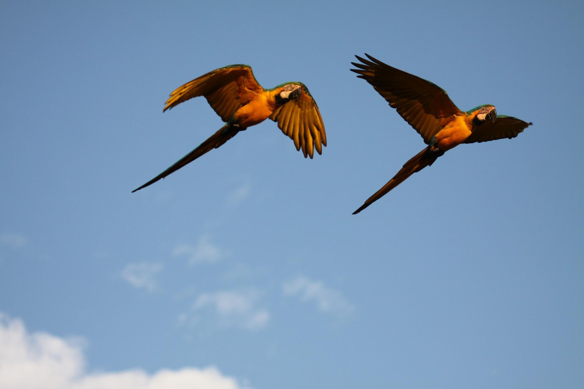 Flying macaws in Brazil.