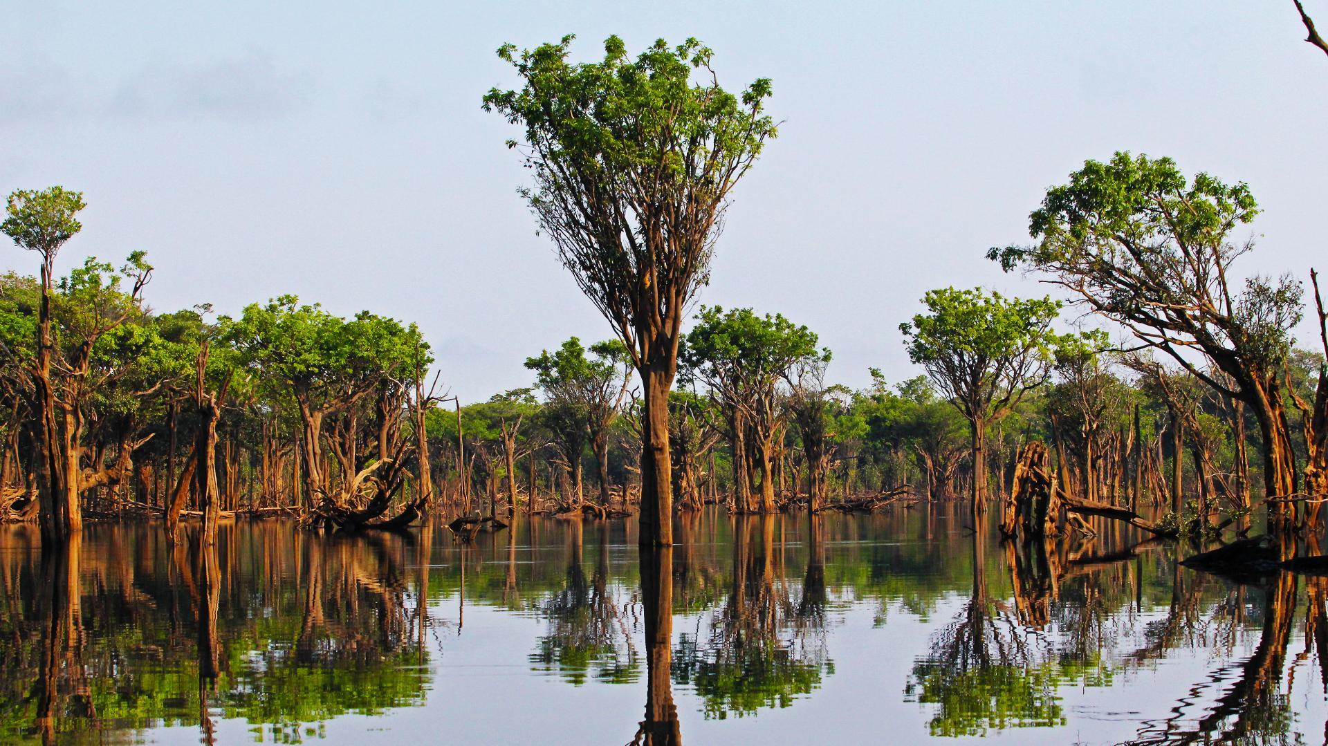 The Green Lung,  Rainforest in Brazil