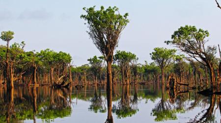 Landscape in the Amazon Rainforest