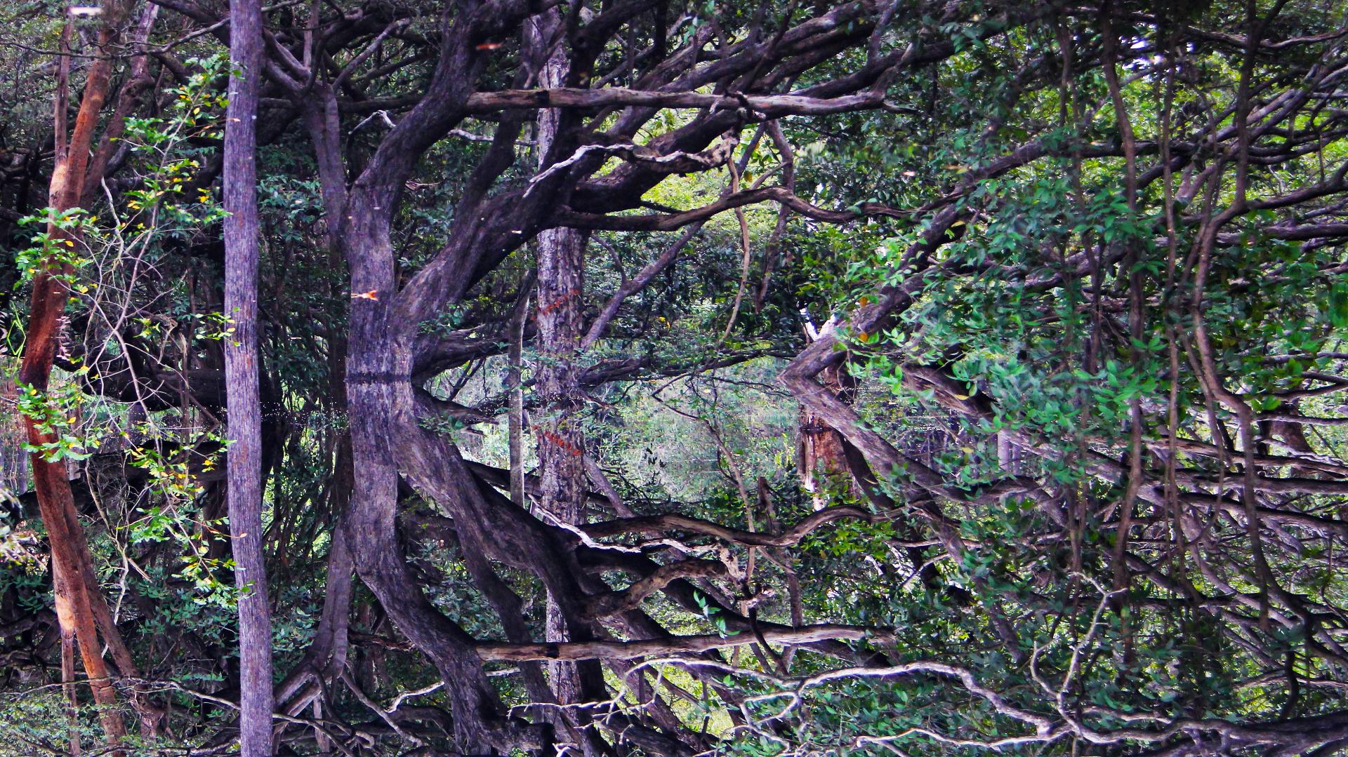 Giant Armadillo in Brazil – secretive inhabitant of the Amazon rainforest Dense Amazon rainforest with twisted branches – typical habitat of the rare giant armadillo in Brazil
