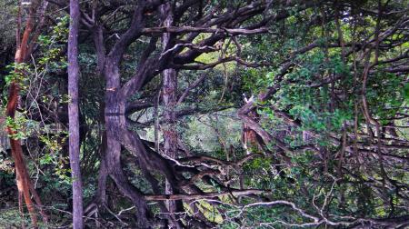 Dense Amazon rainforest with twisted branches – typical habitat of the rare giant armadillo in Brazil
