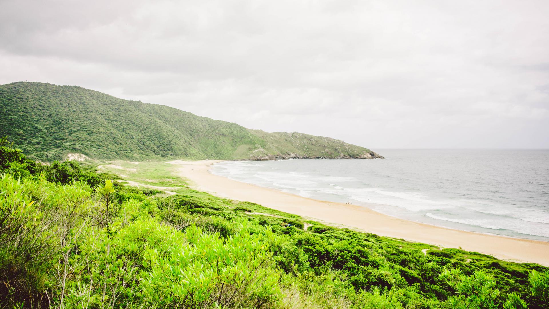 Sebastiao Salgado wants to protect the Atlantic Rainforest Atlantic Rainforest near Florianopolis