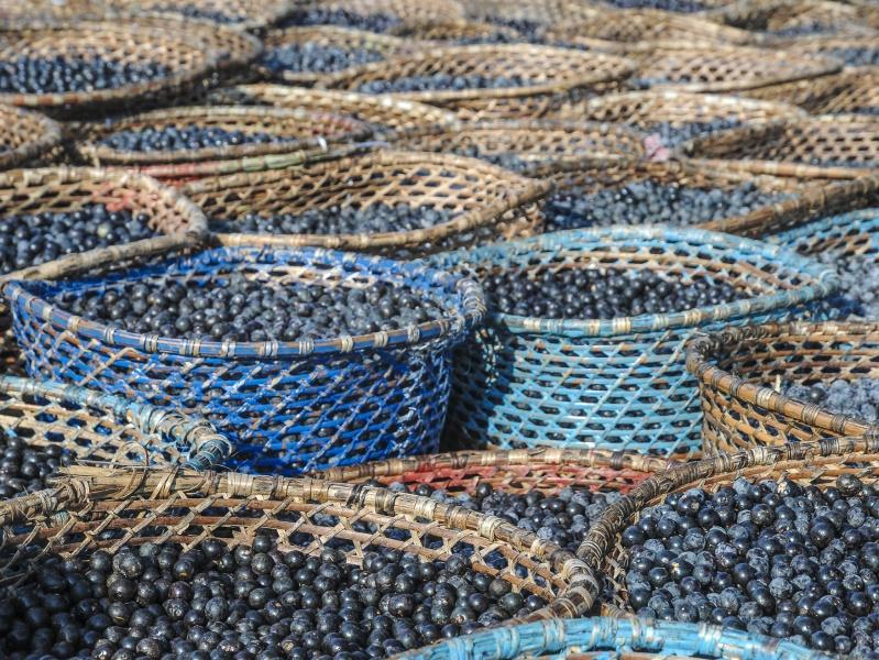 You can find interesting information about the tropical fruit Acai from Brazil here. Acai berries in Belem