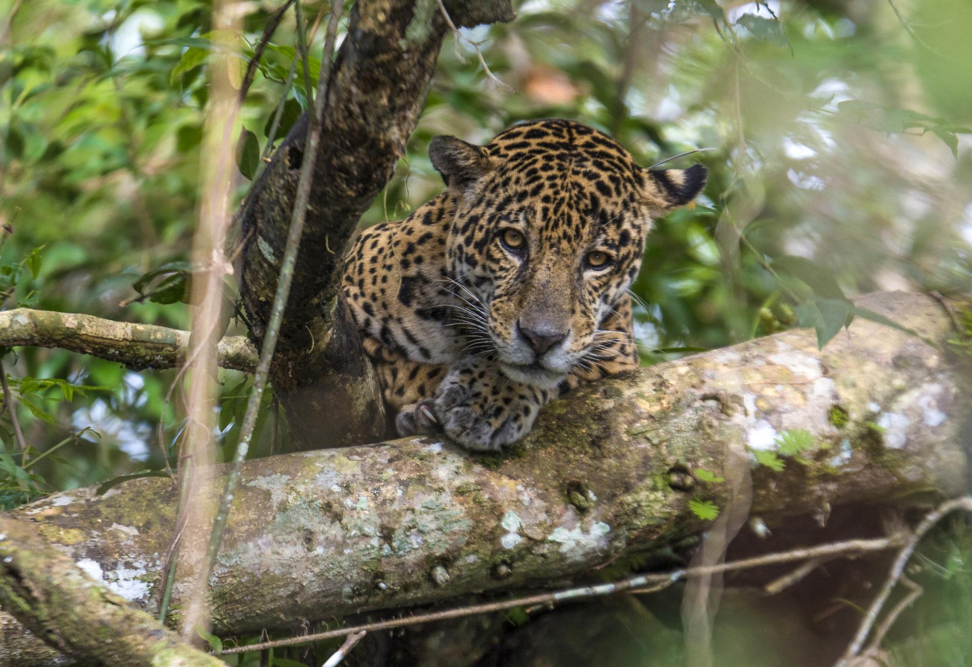 Hunting, deforestation, and fire threaten jaguars in the Rainforest