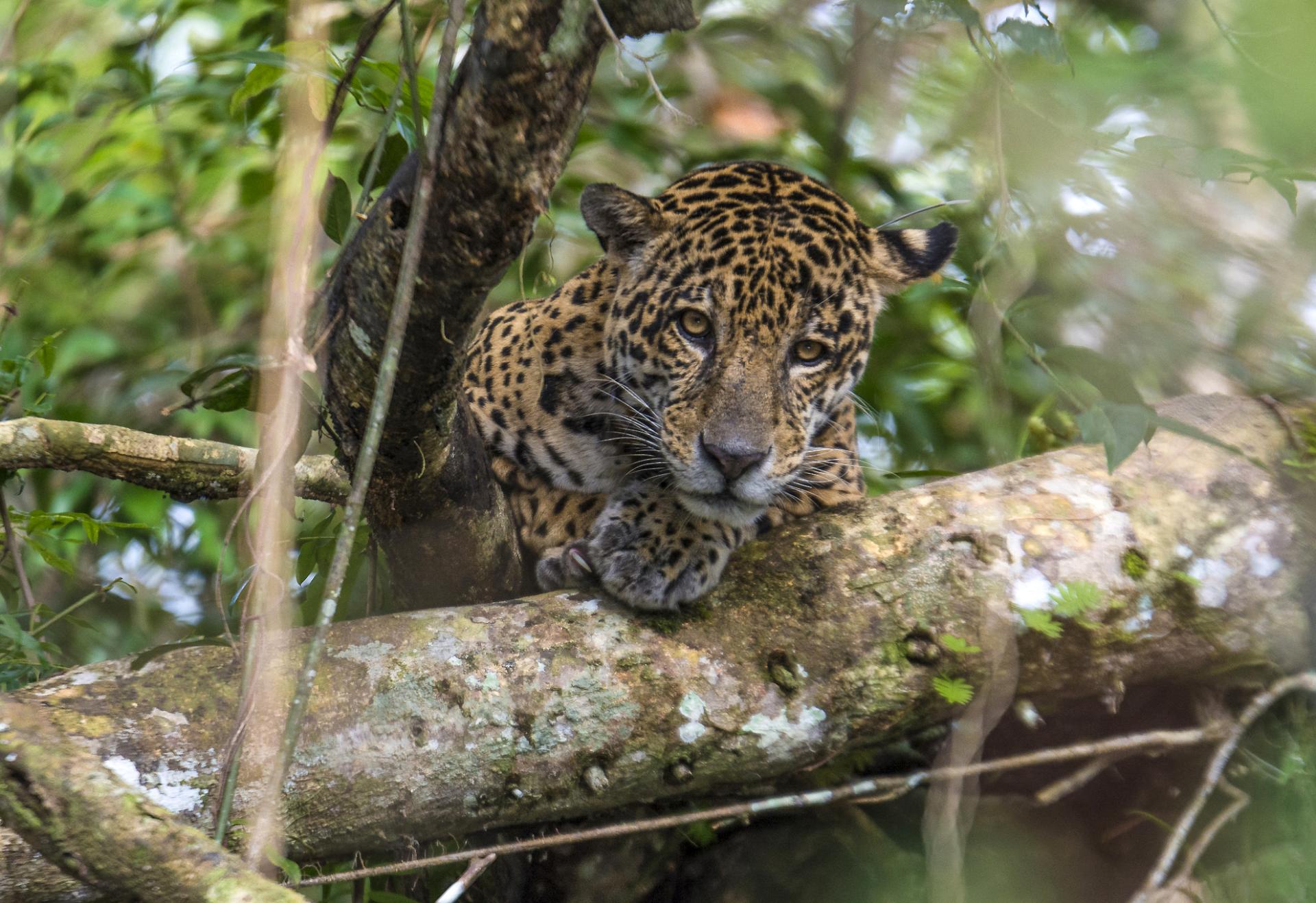 Hunting, deforestation, and fire threaten jaguars in the  Rainforest