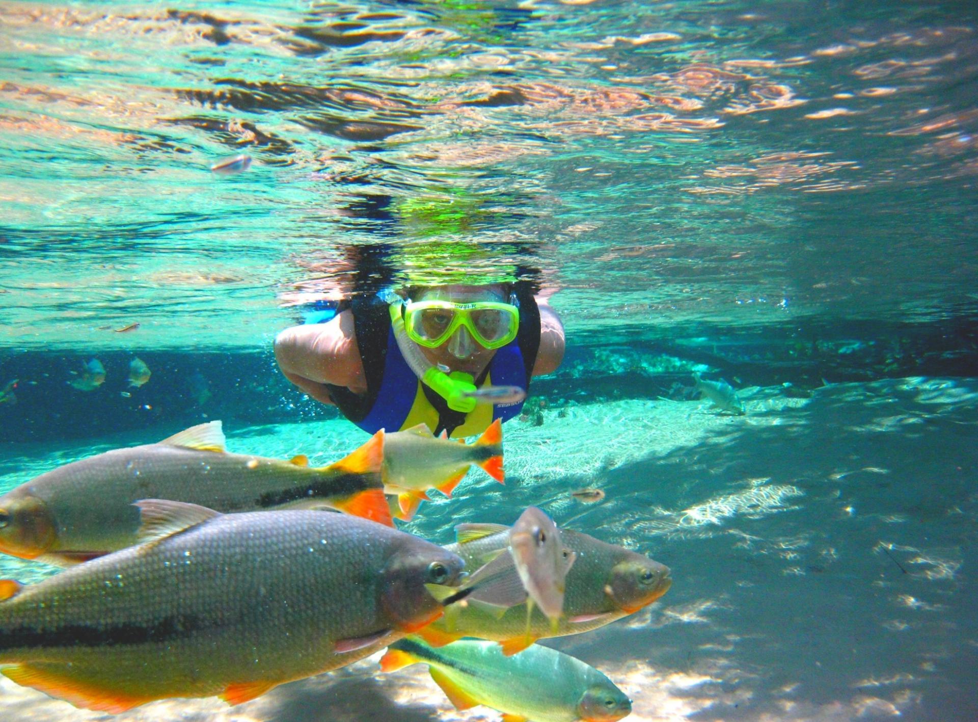 Do not be afraid to engage with wildlife in its natural habitat. Divers and fish in Bom Jardim, Brazil.
