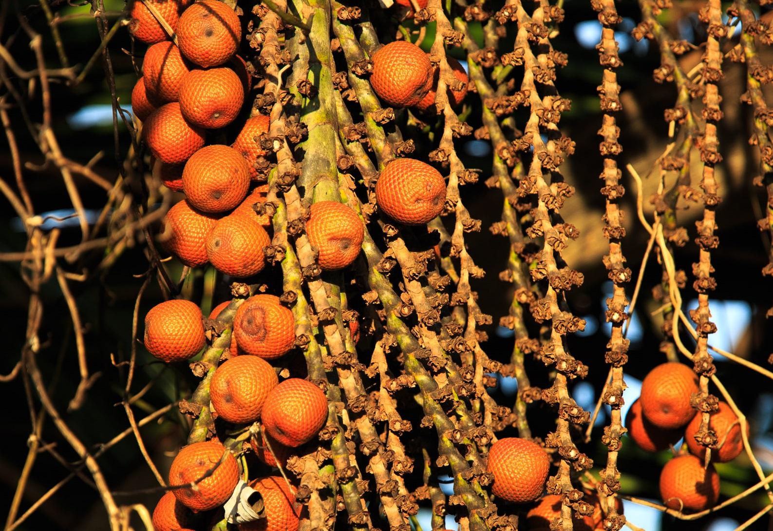 Buriti Palm Tree