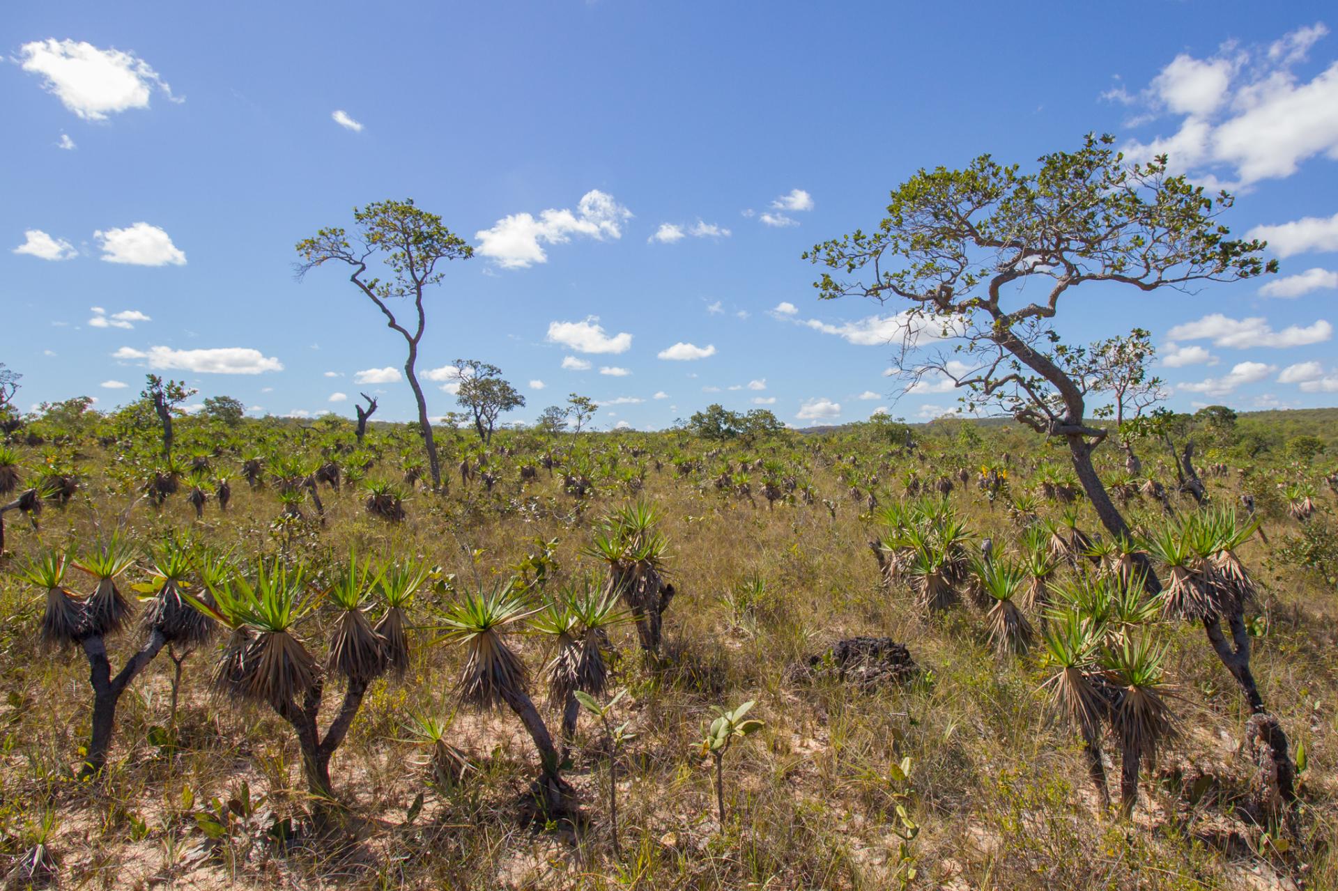 Typical Cerrado landscape