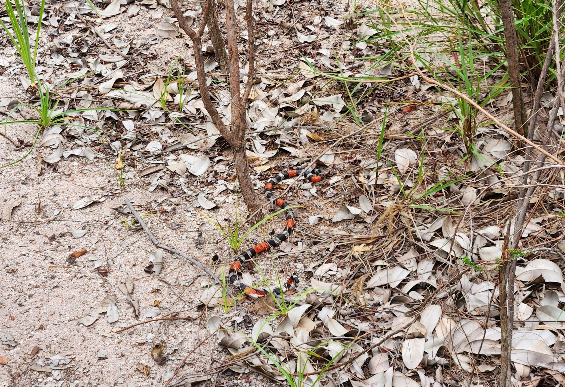 Coral snake well camouflaged in the leaf litter of Chapada Diamantina, Brazil