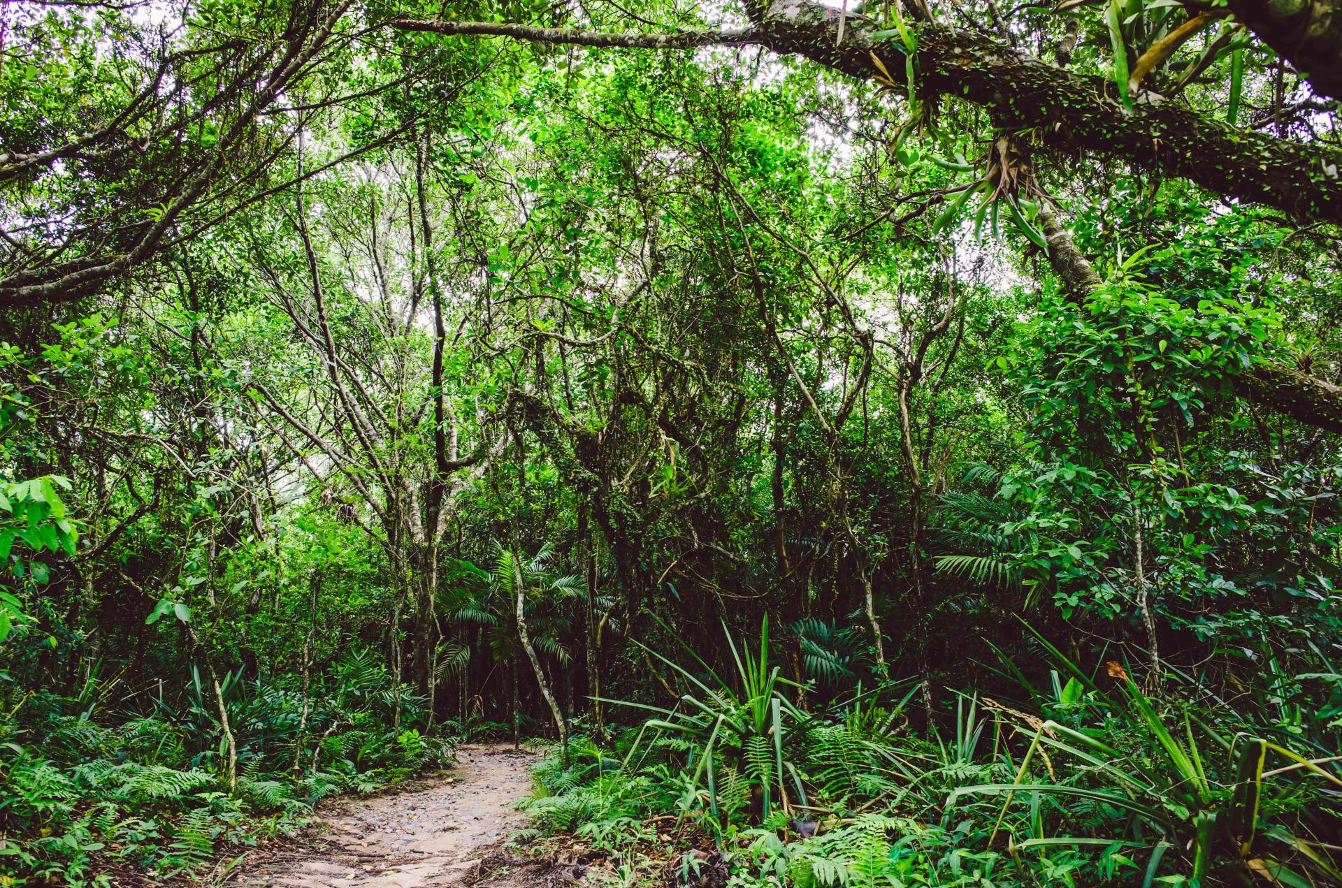 Hiking trail in Brazil’s Atlantic Forest Trail through the Atlantic Forest with dense, green vegetation