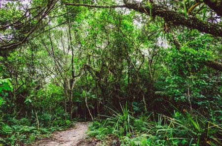 Trail through the Atlantic Forest with dense, green vegetation