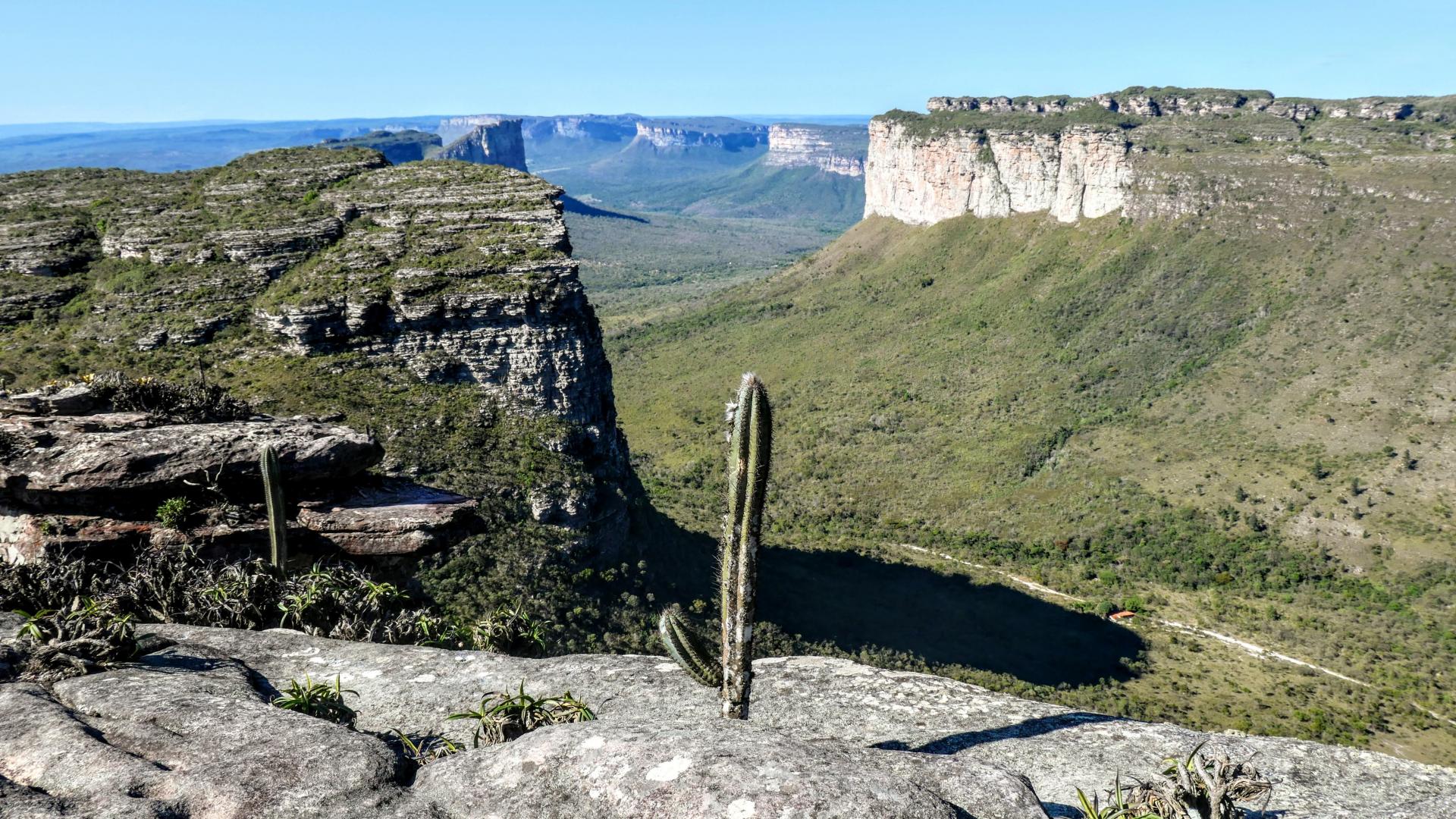 Cacti: Endemic plants in Brazil