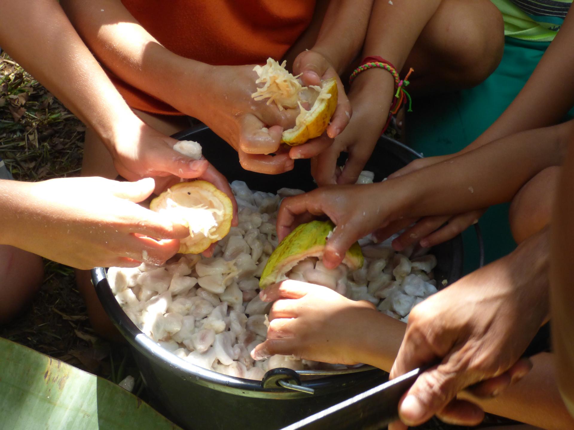 On a Cacao Fazenda in Bahia families can spend a great Brazil vacation Family vacation on a cacao fazenda in Bahia