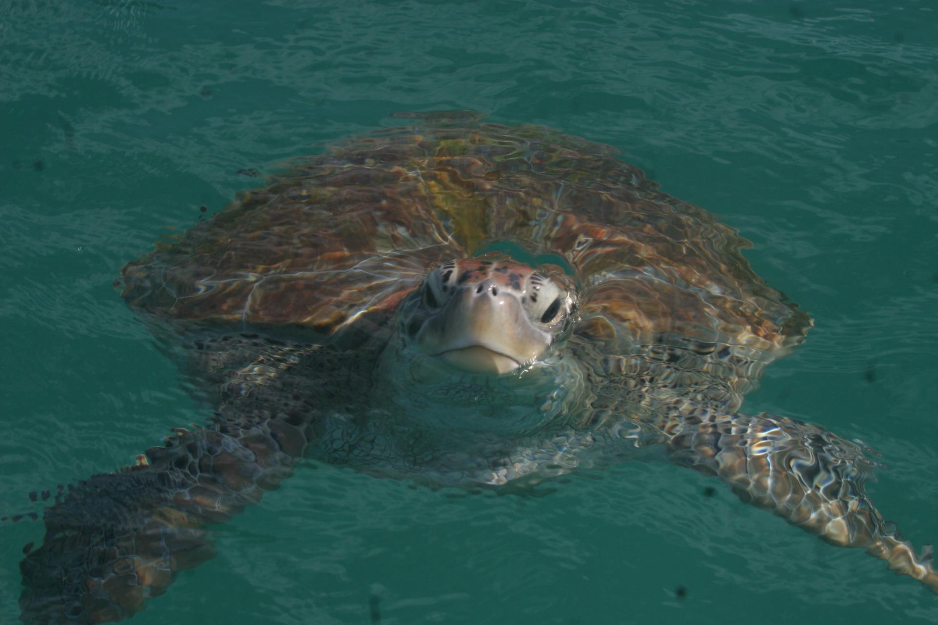 Sea turtle in the clear waters of Fernando de Noronha Sea turtle swimming at the surface off Fernando de Noronha, Braz