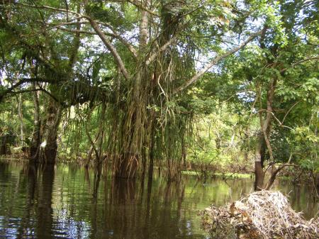 The Amazon in Brazil is a green paradise