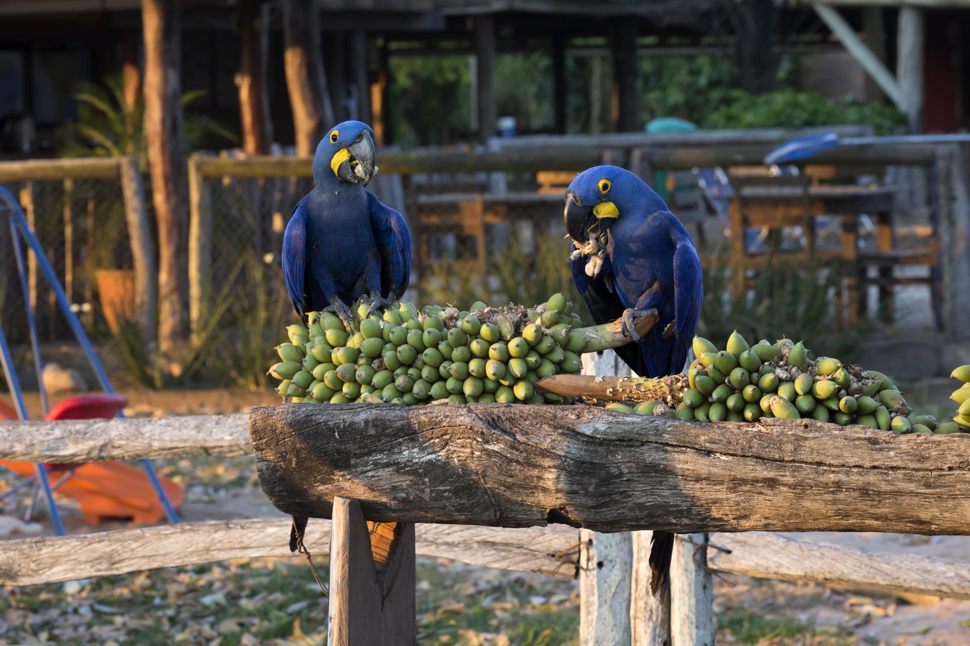 Hyacinth Macaws feeding in Brazil’s Pantanal region Two Hyacinth Macaws eating palm fruits on a wooden fence in the Pantanal