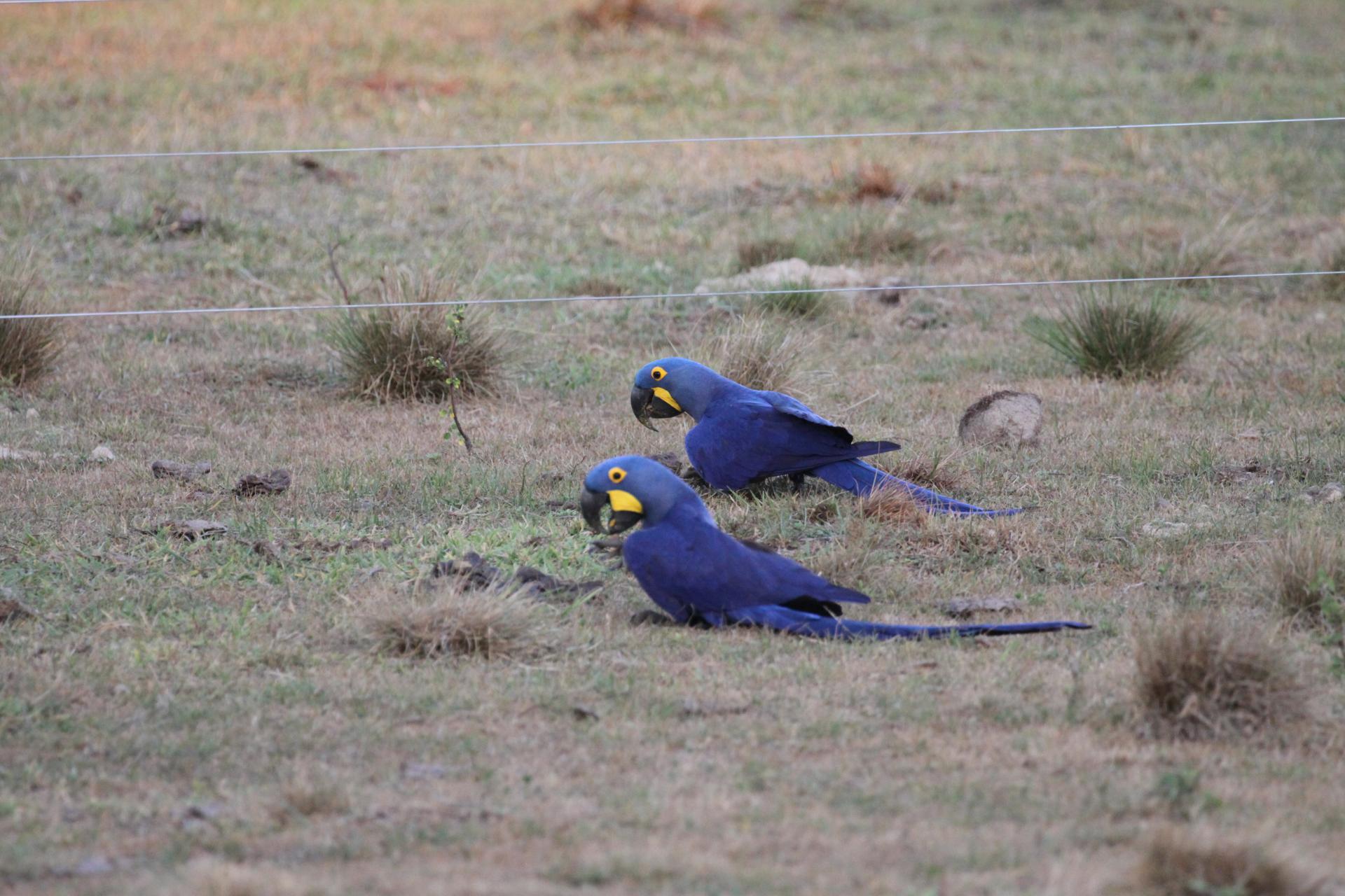 Endangered species: the Hyacinth Macaws in the South Pantanal Hyacinth Macaws in the South Pantanal