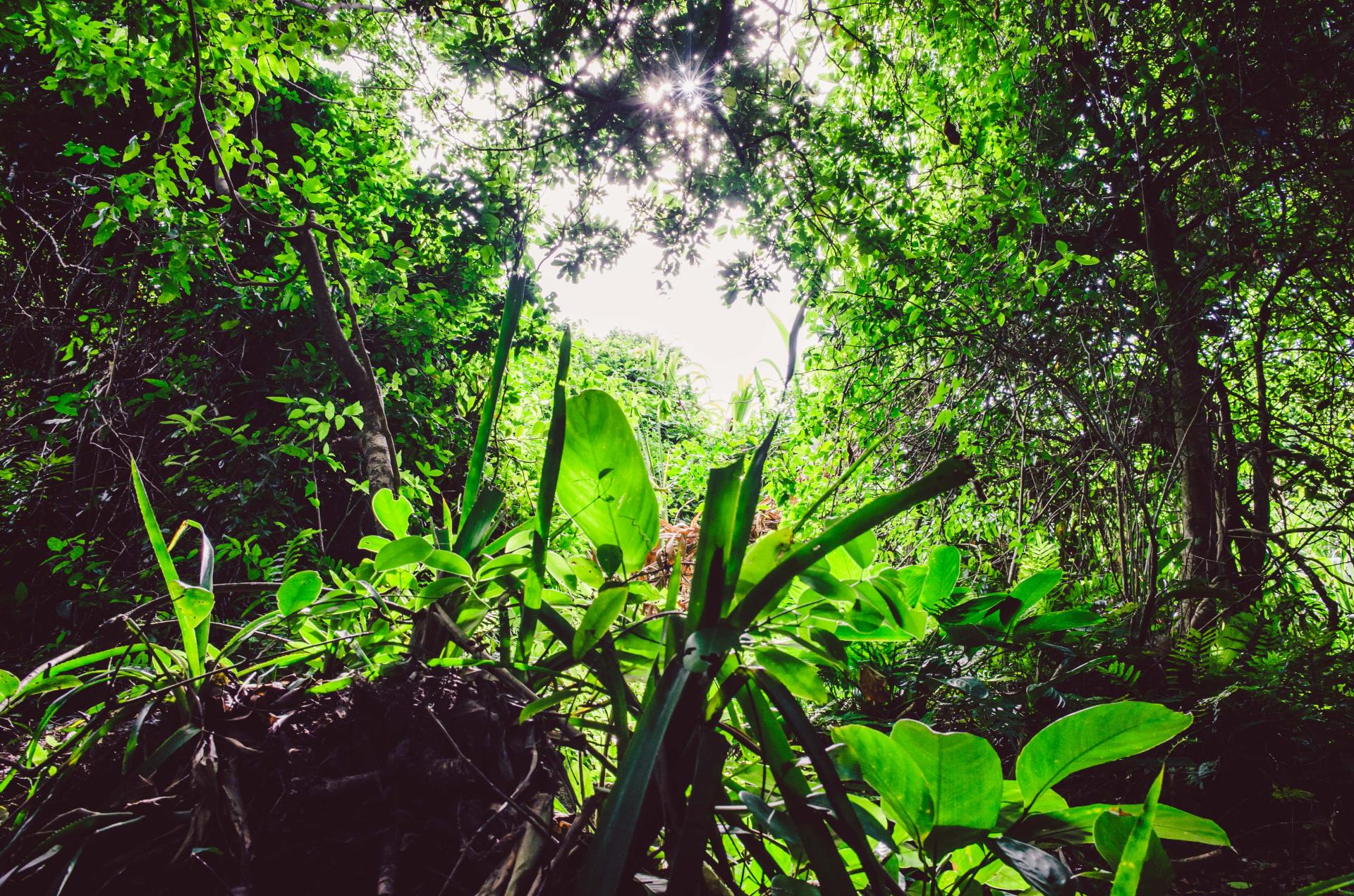 The Atlantic Rainforest in Florianopolis appears magical Atlantic Rainforest in Florianopolis