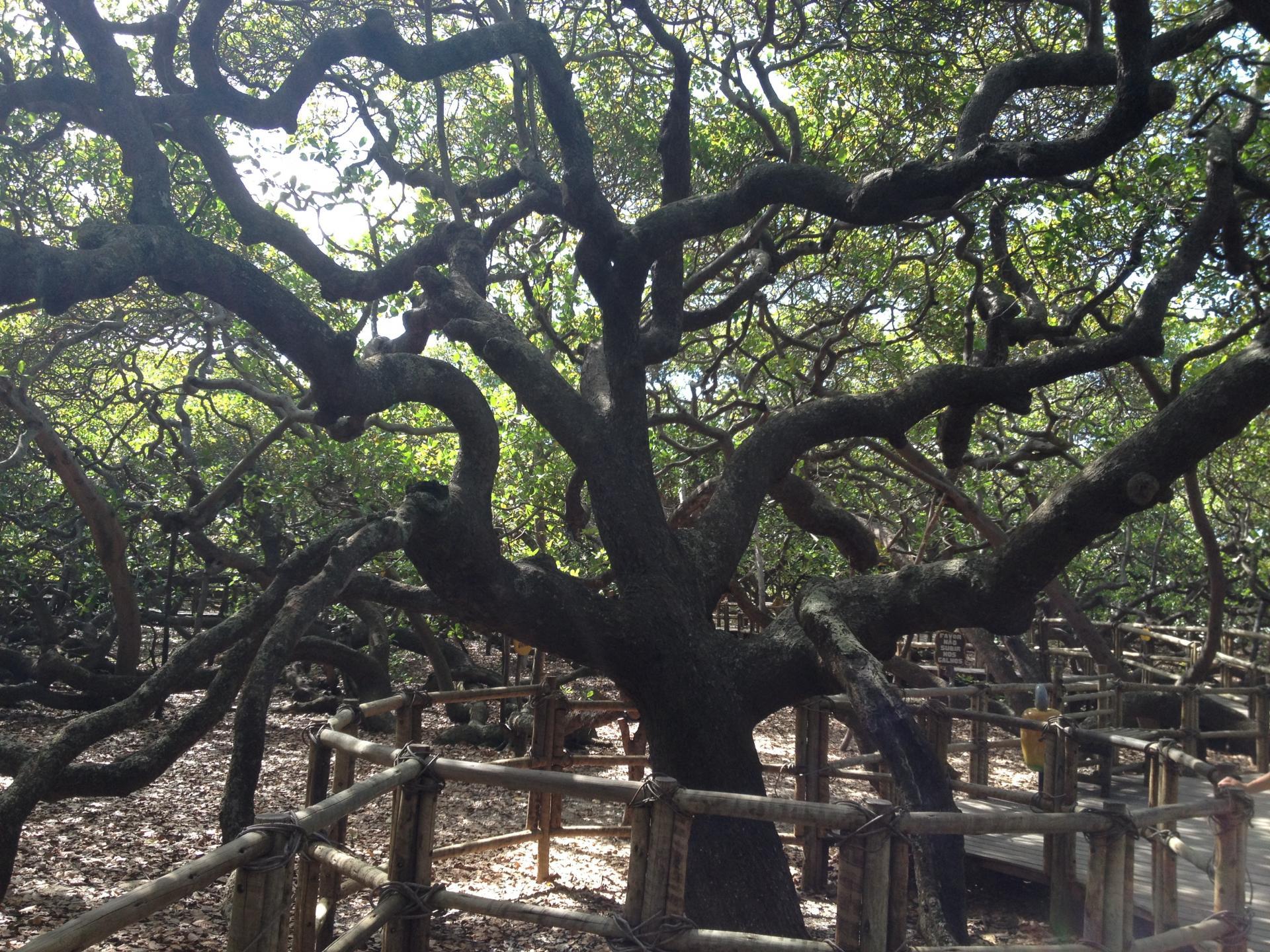 World's largest cashew tree in Natal