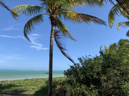 Palm tree by the turquoise sea at Praia do Patacho in Alagoas, Brazil – a peaceful natural beach with tropical charm