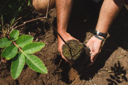 Salve Floripa protects the Atlantic Rainforest in Florianopolis