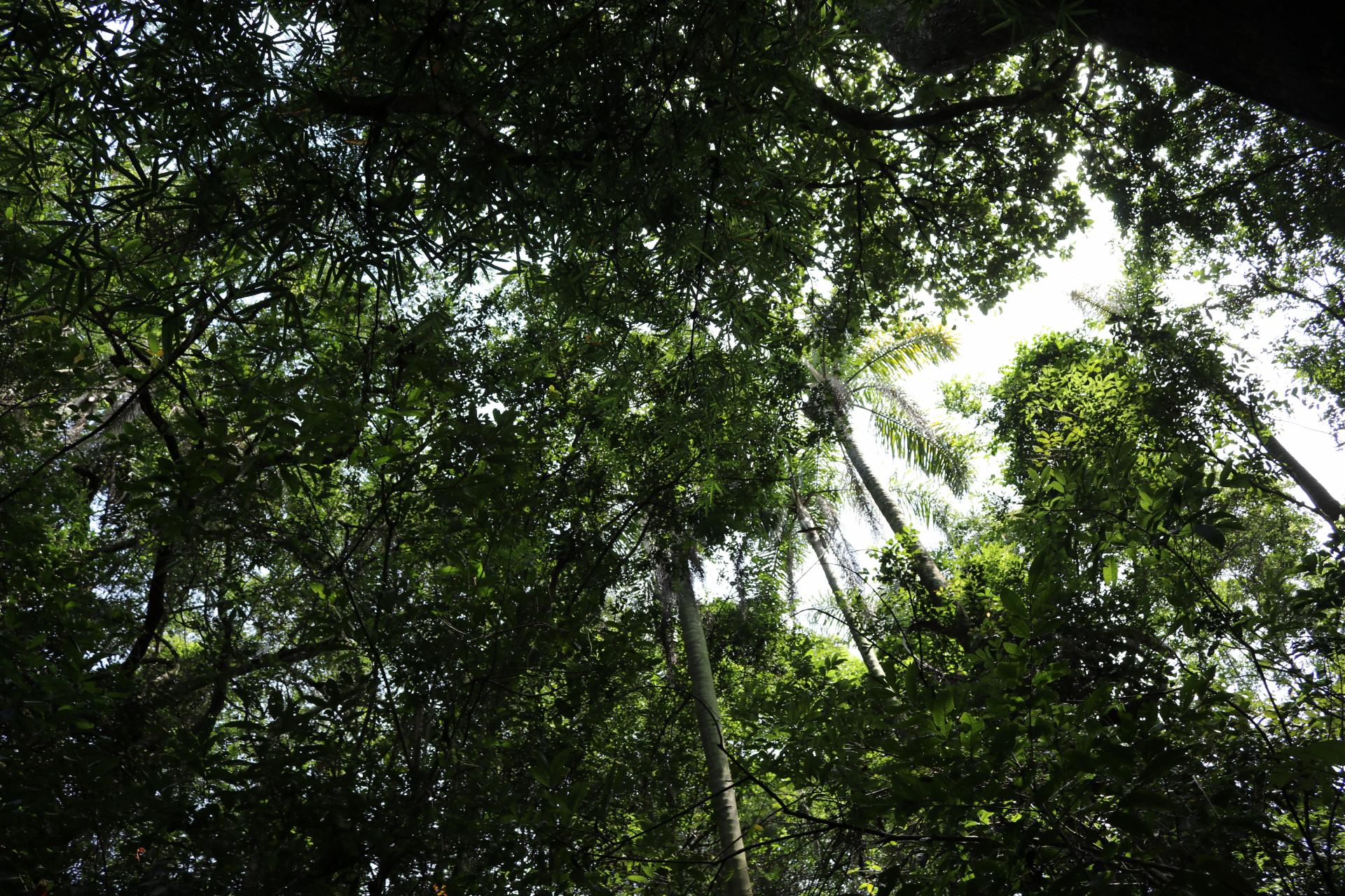 Brazil and its tree species