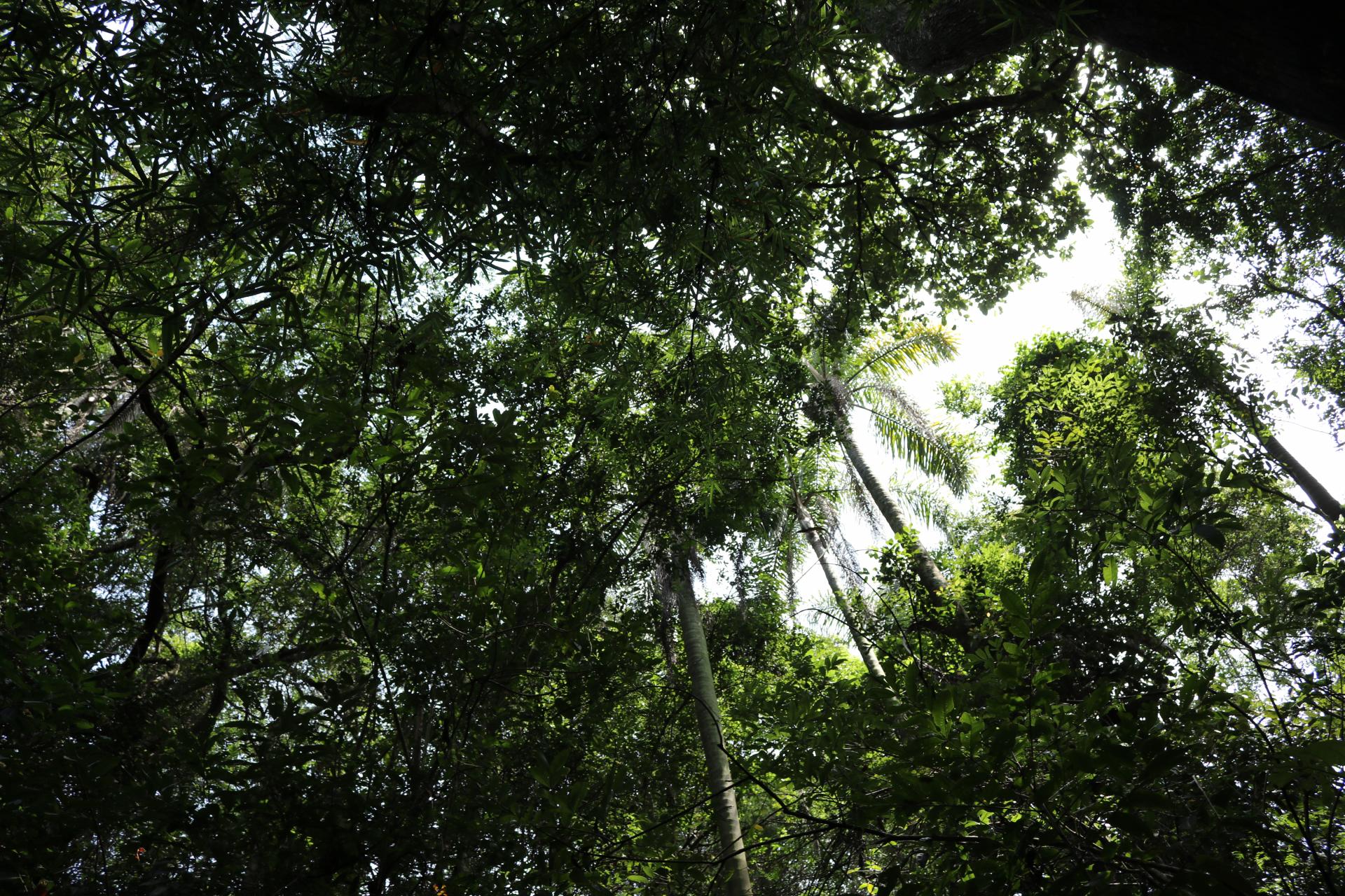 Many different tree species and forests beautify Brazil's landscape Brazil and its tree species