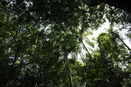 Brazil and its tree species