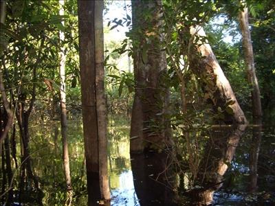 Brazilian makes traditional Designer furniture Flooded forest landscape in the Brazilian Amazon