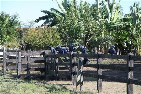 Pasture fence in the southern Pantanal in Brazil