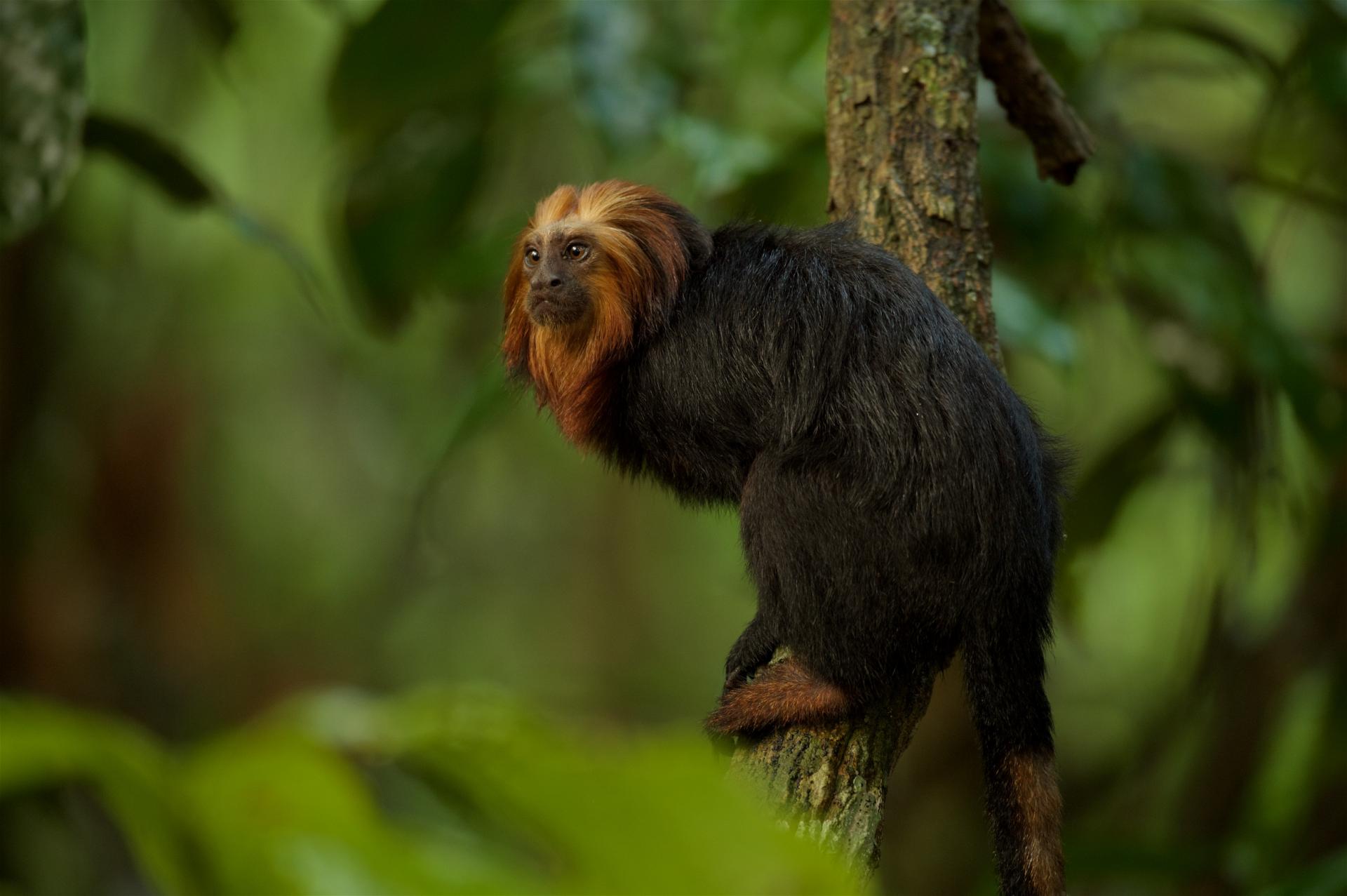 Golden-headed lion monkeys in Bahia