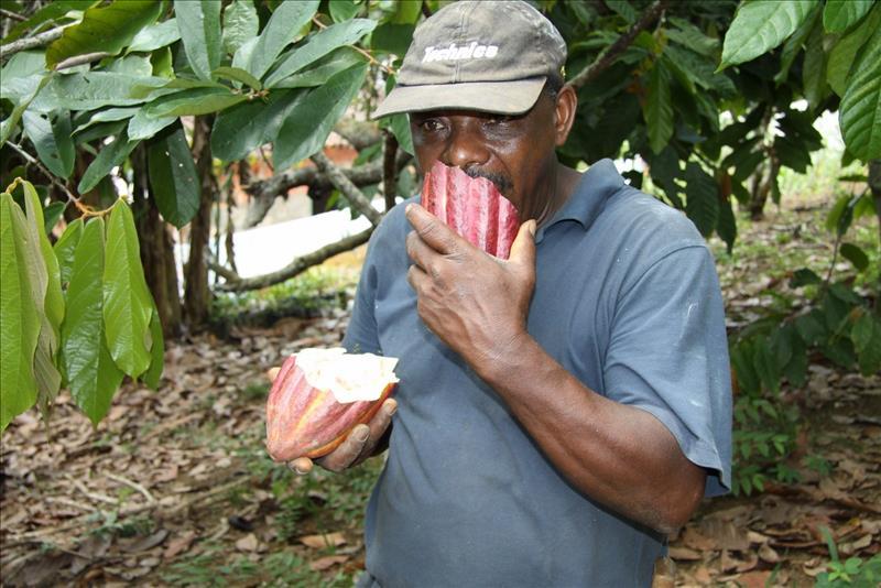 Worker on a Brazilian cocoa plantation