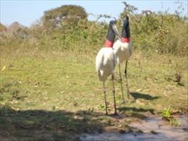 Animals in the Pantanal, Brazil