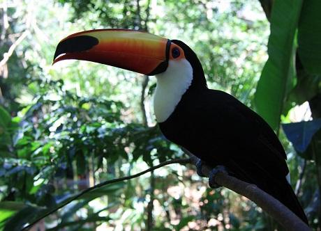 Toucan in the zoo of Rio de Janeiro