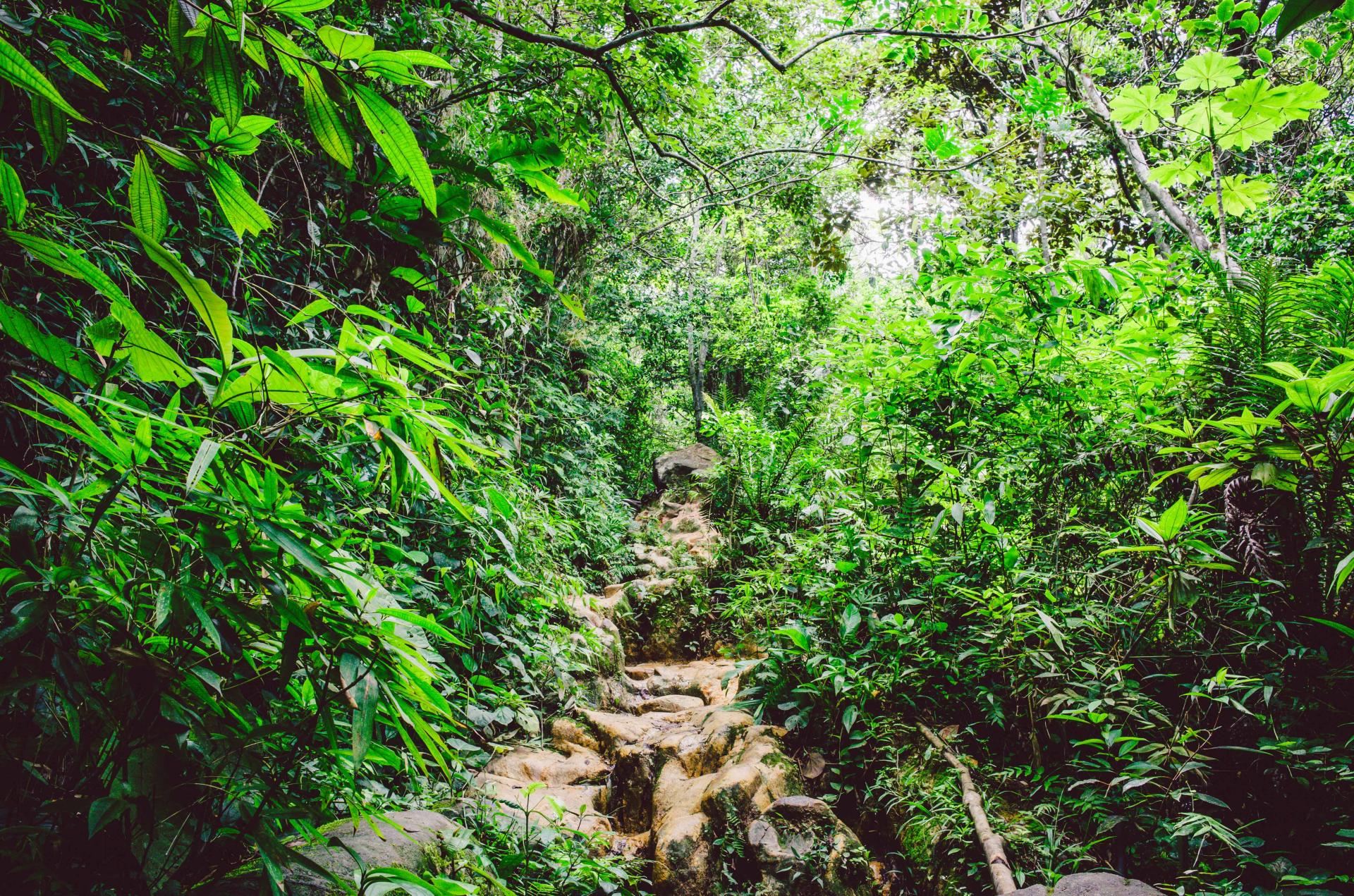 Diverse plant life in Brazil’s rainforest – symbolic of traditional healing plants from different regions