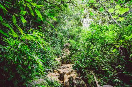 Diverse plant life in Brazil’s rainforest – symbolic of traditional healing plants from different regions