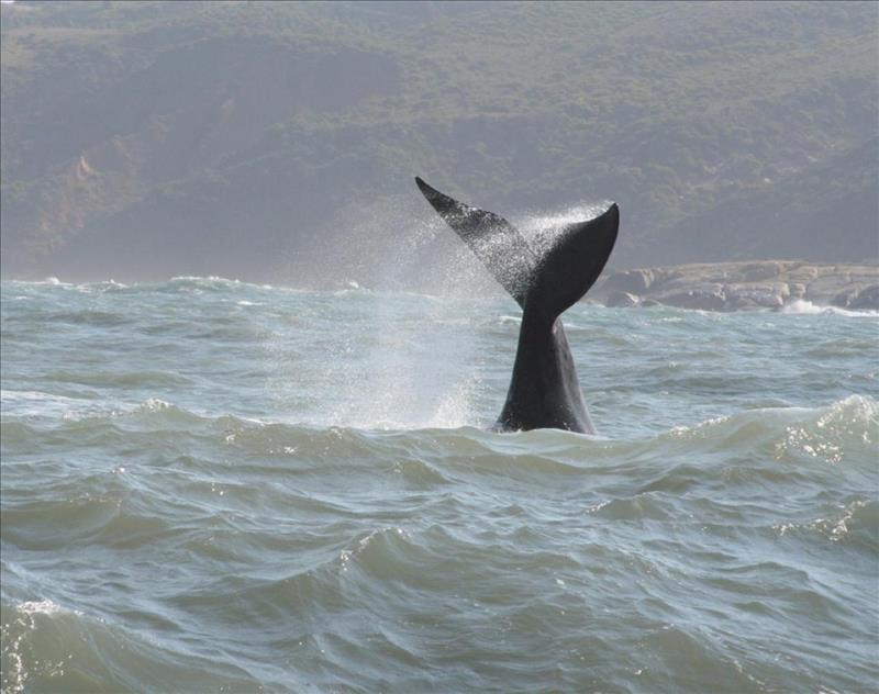 Whales off the southern coasts of Brazil Whale at Praia do Rosa in Brazil