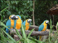 Bird Park Iguazu | Aventura do Brasil