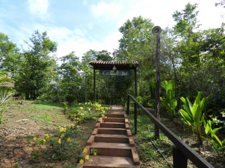 Stairs in a lush green garden at Amazon Turtle Lodge