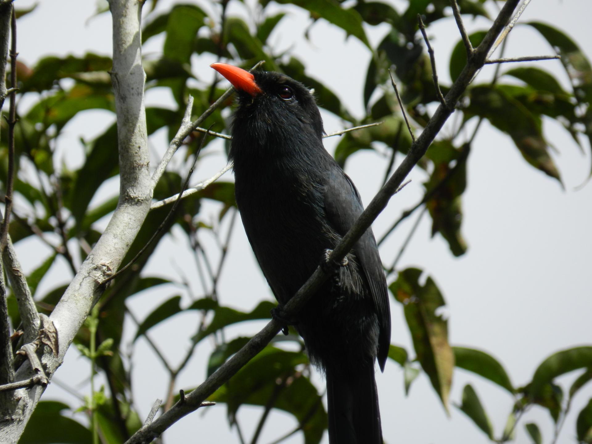 A typical black bird with red beak at Amazon Turtle Lodge