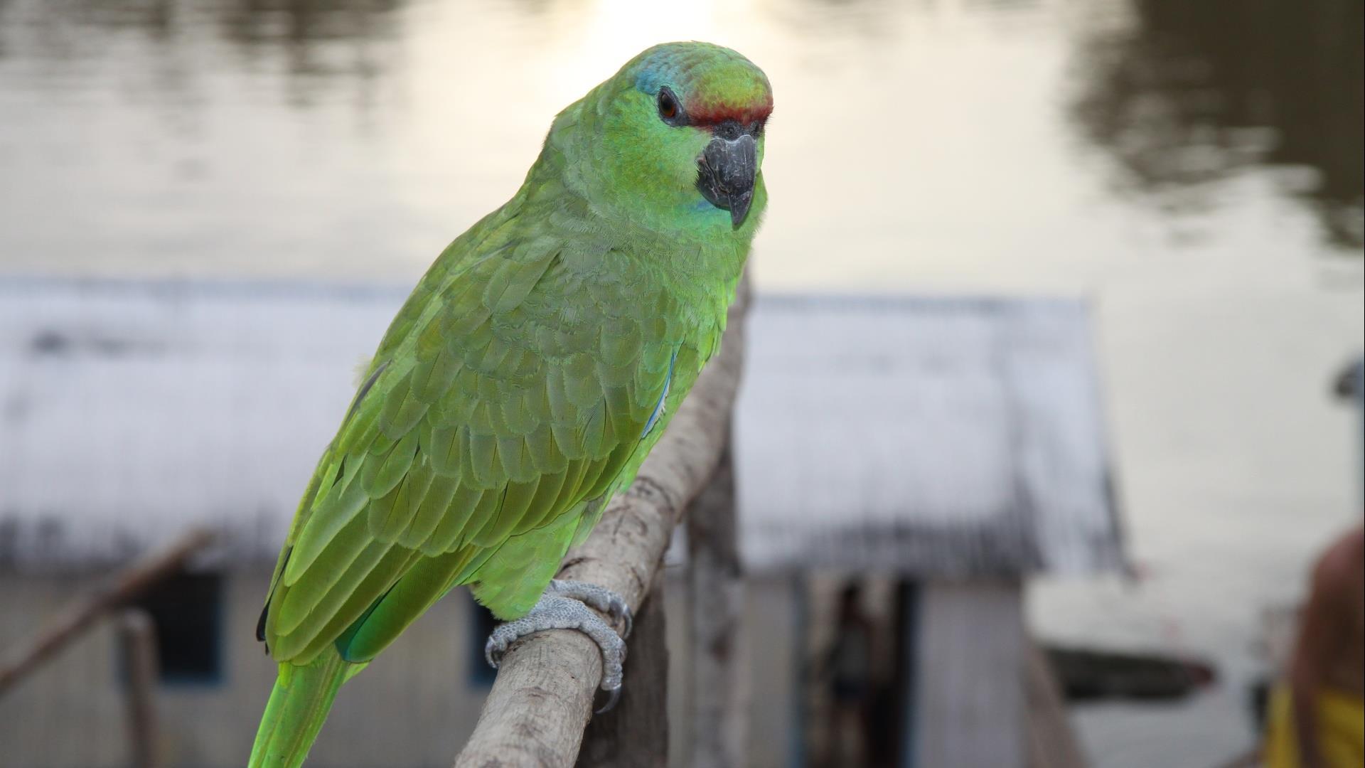 A green parrot sitting on a ceiling at Amazon Turtle Lodge