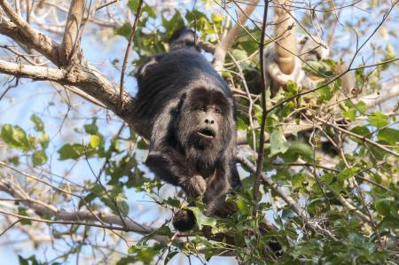 A big monkey sitting in a tree in the North Pantanal