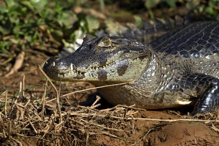 A caiman on the riverbanks of the North Pantanal