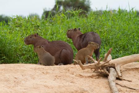 A family of Capybaras on a sandbank in the North Pantanal