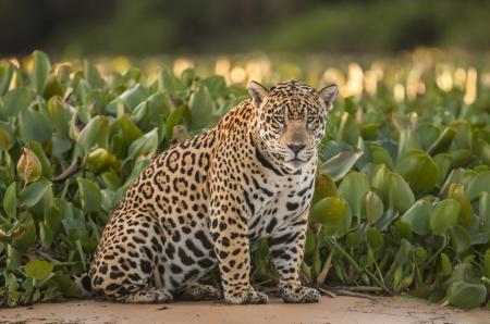 A jaguar sitting on a riverbank in the North Pantanal